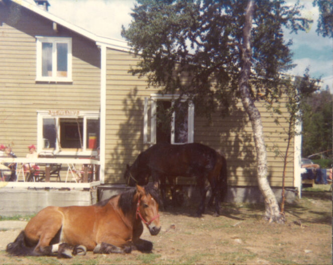 Furumo kafé med to hester på gresset foran huset.