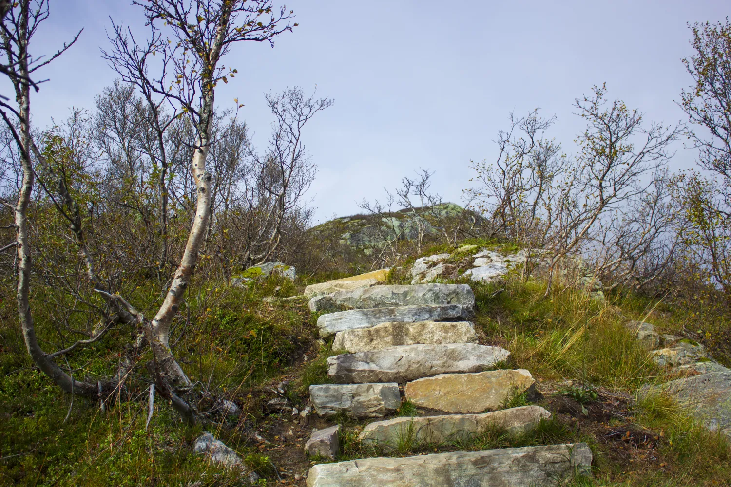 Hovdenut