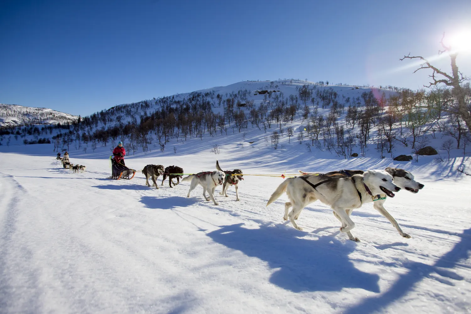 Flere husky hunder som drar en slede