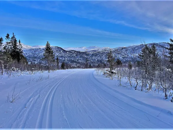 Løyningsåsane