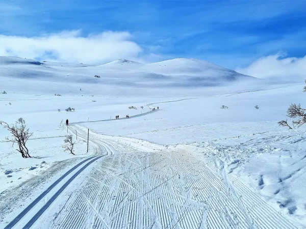 Hoslemoskaret