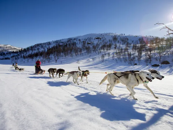 A team of six Alaskan huskies pulling a sled.