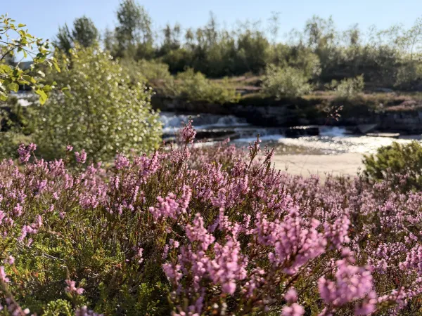 Røsslyng ved Børtemannsbekken